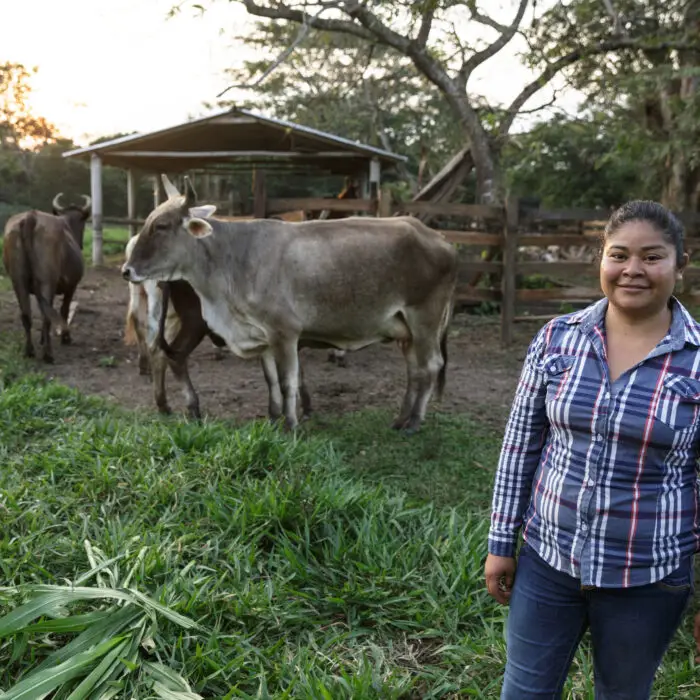 Productora rural en un potrero con ganado bovino al atardecer, representando el trabajo cotidiano en sistemas ganaderos sostenibles.