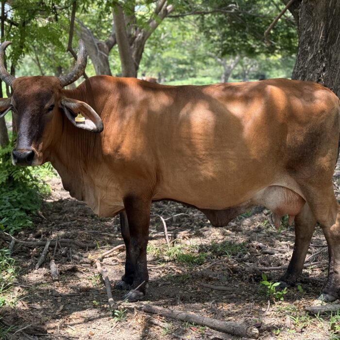 Vaca en un sistema silvopastoril con árboles que brindan sombra y contribuyen al bienestar animal y la conservación del paisaje.