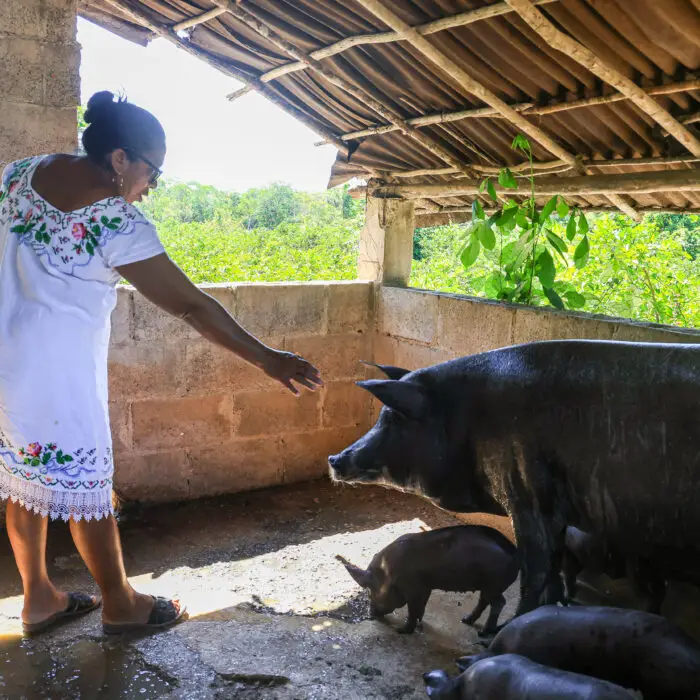 Mujer ganadera al cuidado de la alimentación de una hembra de cerdo y sus crías
