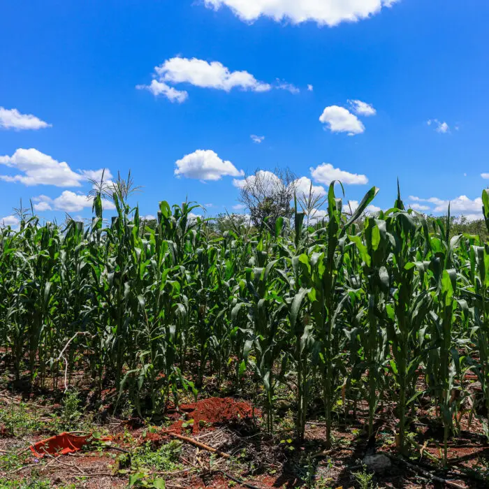 Cultivo de maíz bajo cielo despejado en una parcela rural.