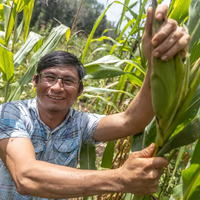 Productor sonriendo mientras revisa una mazorca en un cultivo de maíz.