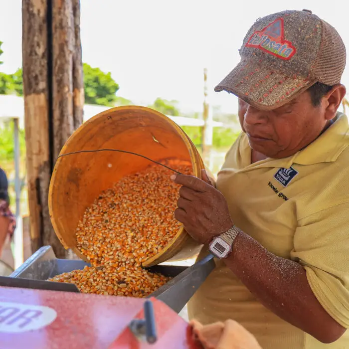 Productor vaciando granos de maíz durante una actividad del proyecto Milpa para la Vida.