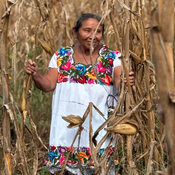 Productora caminando entre plantas de maíz listas para la cosecha en una parcela de milpa.