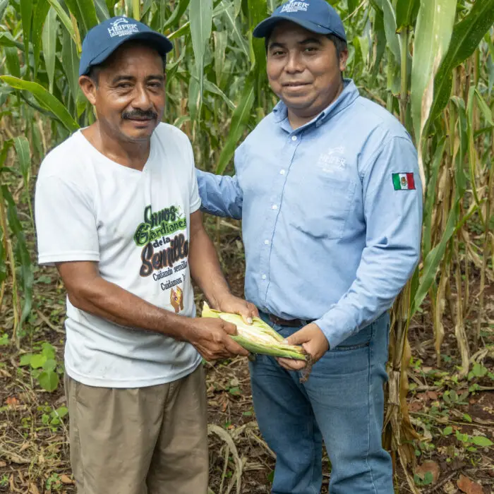 Productor y técnico de Heifer México sosteniendo una mazorca de maíz en una parcela agrícola.
