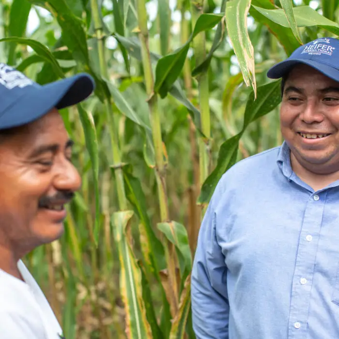 Técnico de Heifer México conversando con un productor en un cultivo de maíz.