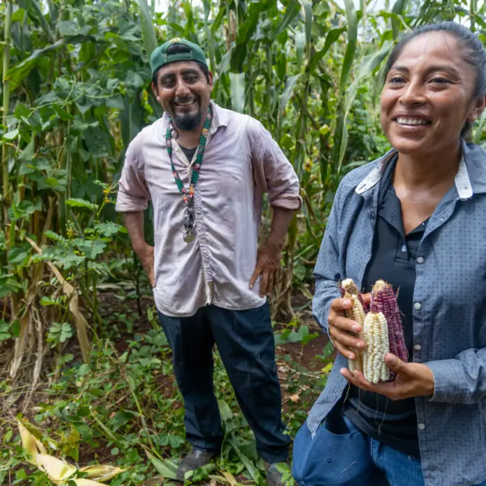 Productores mostrando mazorcas de maíz nativo durante una visita a una parcela de milpa.