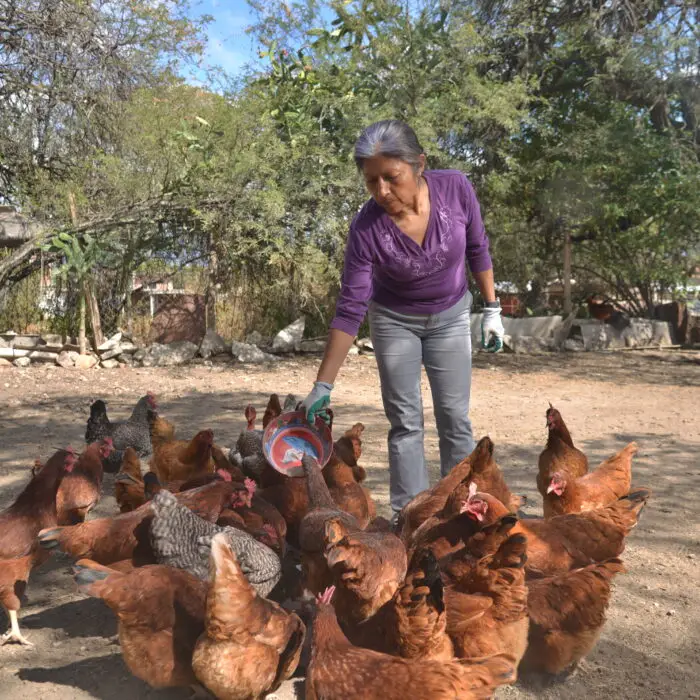 Productora alimentando gallinas de libre pastoreo en un patio rural.