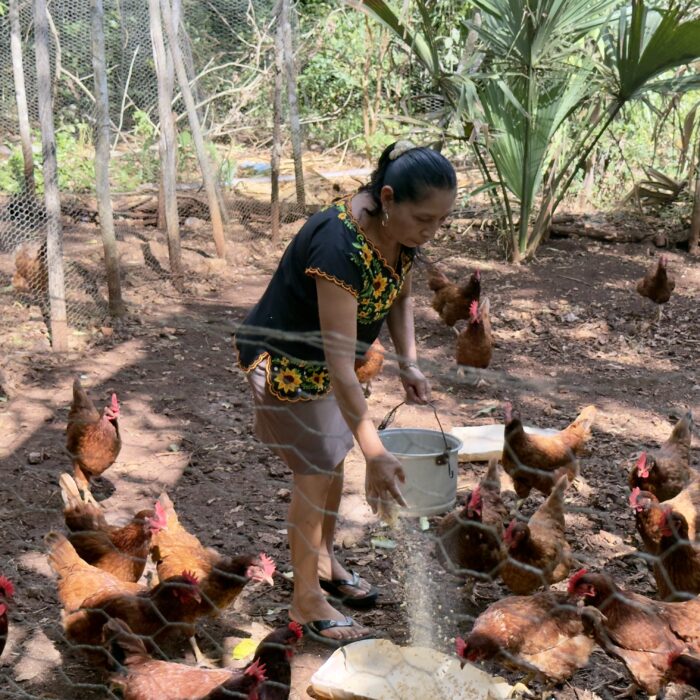Productora distribuyendo alimento a gallinas en un gallinero comunitario.