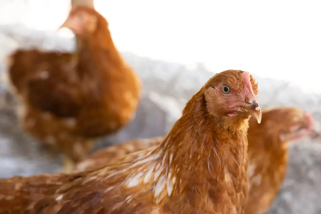 Gallinas de postura en un gallinero de producción familiar.