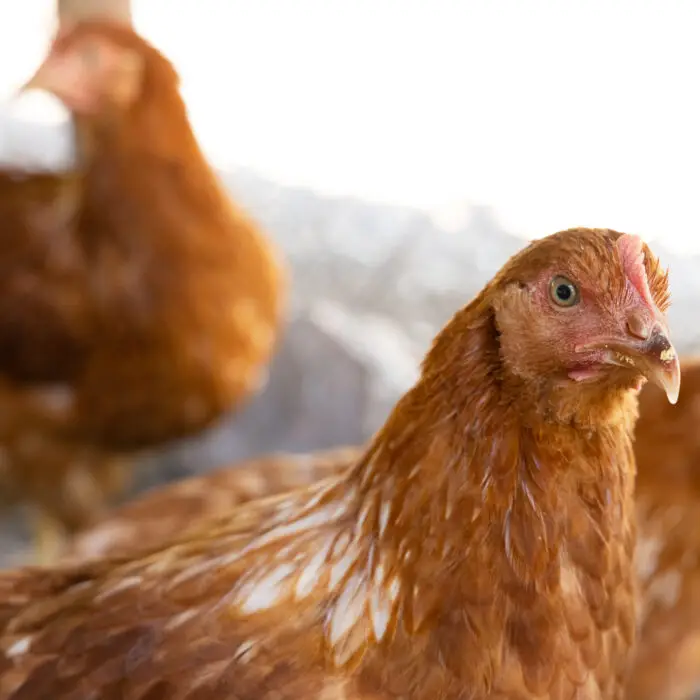 Gallinas de postura en un gallinero de producción familiar.