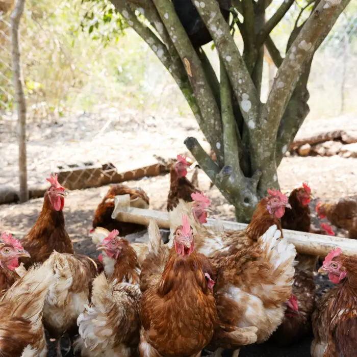 Grupo de gallinas de postura reunidas en un patio de una granja rural.