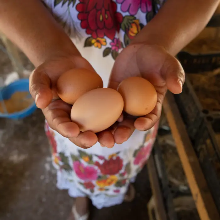 Manos sosteniendo tres huevos recién recolectados de producción local.