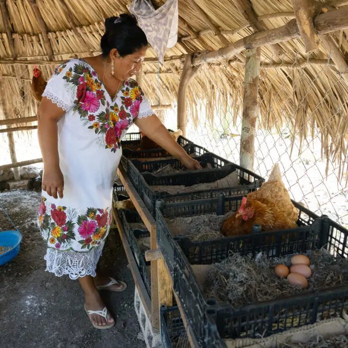 Productora revisando nidos y recolectando huevos frescos en un gallinero.