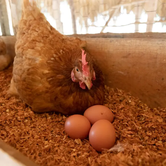 Gallina ponedora en su nido junto a huevos recién puestos dentro de un sistema de producción avícola de traspatio.