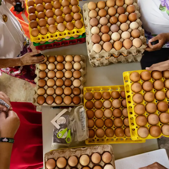 Bandejas con huevos frescos organizados durante el proceso de clasificación y preparación para su venta.