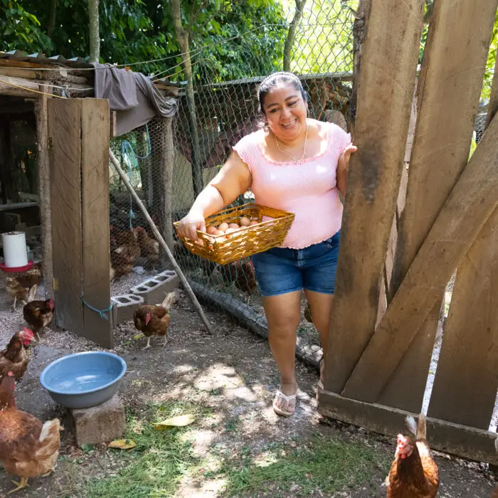 Productora rural recolectando huevos frescos de un gallinero de traspatio para su comercialización como fuente de ingresos familiares.