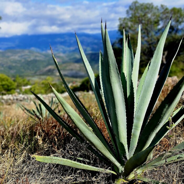 Planta de agave en primer plano con un paisaje montañoso al fondo, representando los ecosistemas donde se desarrolla este cultivo.