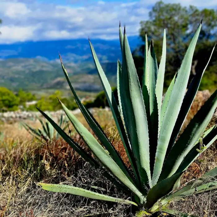 Planta de agave en primer plano con un paisaje montañoso al fondo, representando los ecosistemas donde se desarrolla este cultivo.