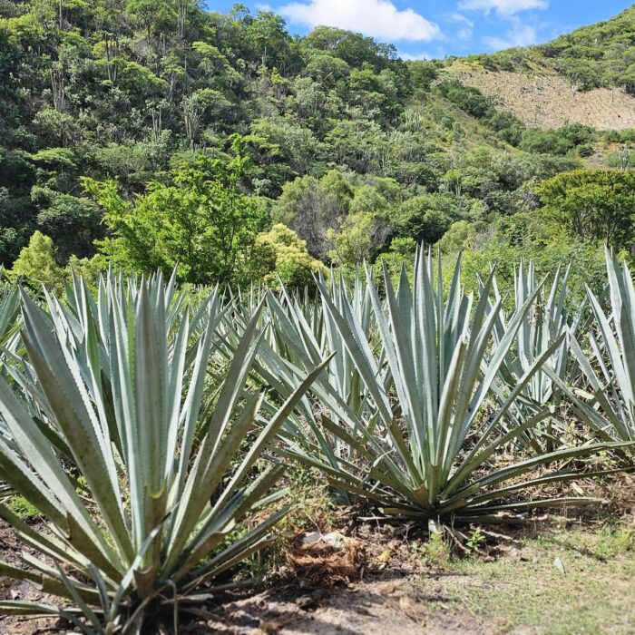 Cultivo de agave integrado en un paisaje con vegetación nativa, reflejando un enfoque de producción compatible con la conservación de la biodiversidad.