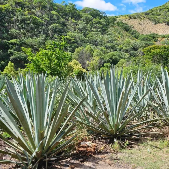Cultivo de agave integrado en un paisaje con vegetación nativa, reflejando un enfoque de producción compatible con la conservación de la biodiversidad.