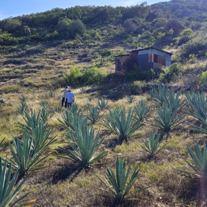Personas recorren una parcela de agave para observar prácticas de manejo sostenible y restauración del paisaje.