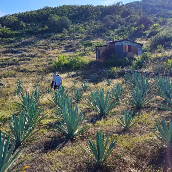 Personas recorren una parcela de agave para observar prácticas de manejo sostenible y restauración del paisaje.