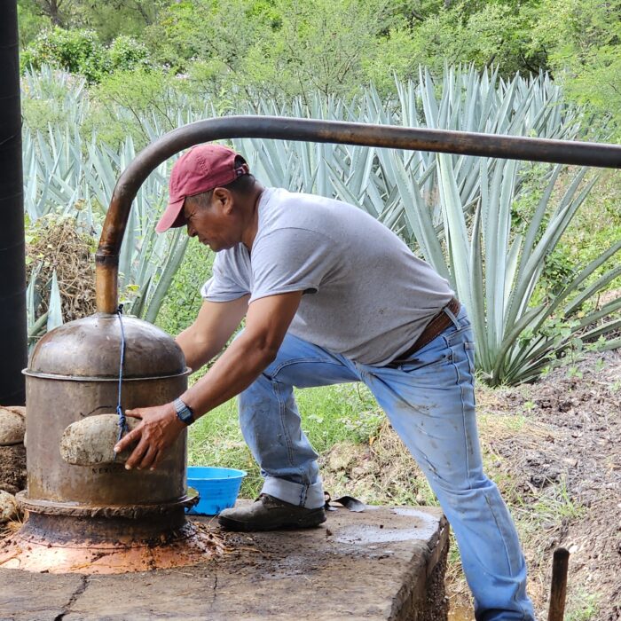 Productor supervisa un alambique artesanal utilizado en el proceso de destilación de bebidas elaboradas a partir del agave.