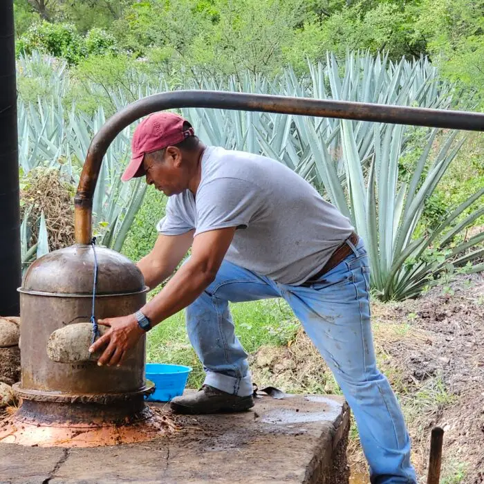Productor supervisa un alambique artesanal utilizado en el proceso de destilación de bebidas elaboradas a partir del agave.