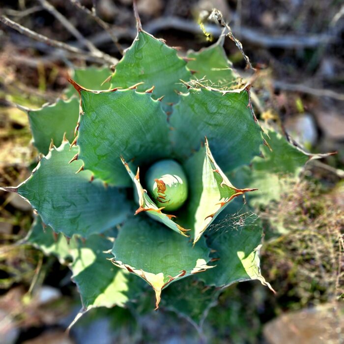 Primer plano del centro de una planta de agave, destacando su crecimiento y características naturales.