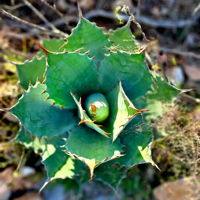 Primer plano del centro de una planta de agave, destacando su crecimiento y características naturales.