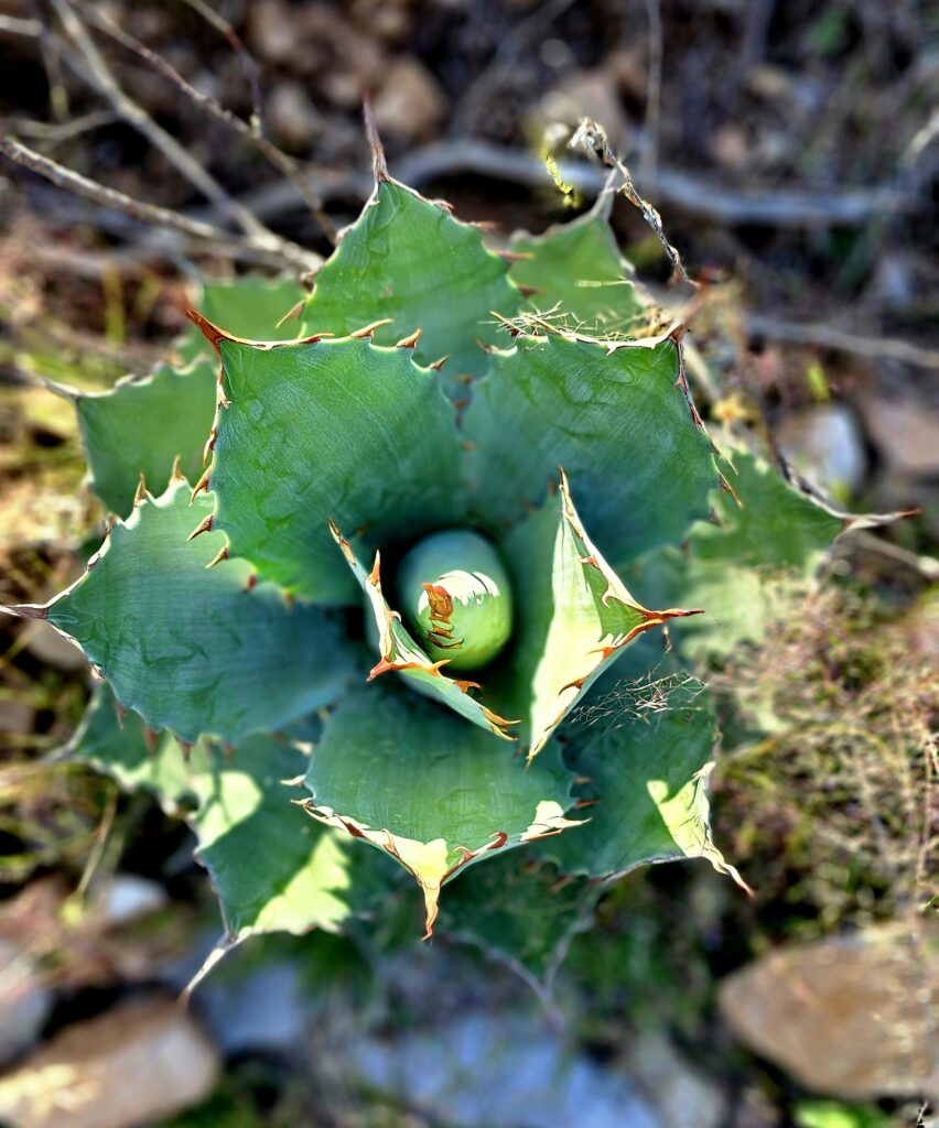 Primer plano del centro de una planta de agave, destacando su crecimiento y características naturales.
