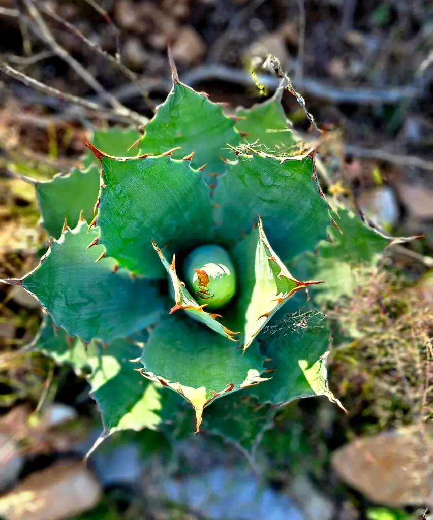 Primer plano del centro de una planta de agave, destacando su crecimiento y características naturales.