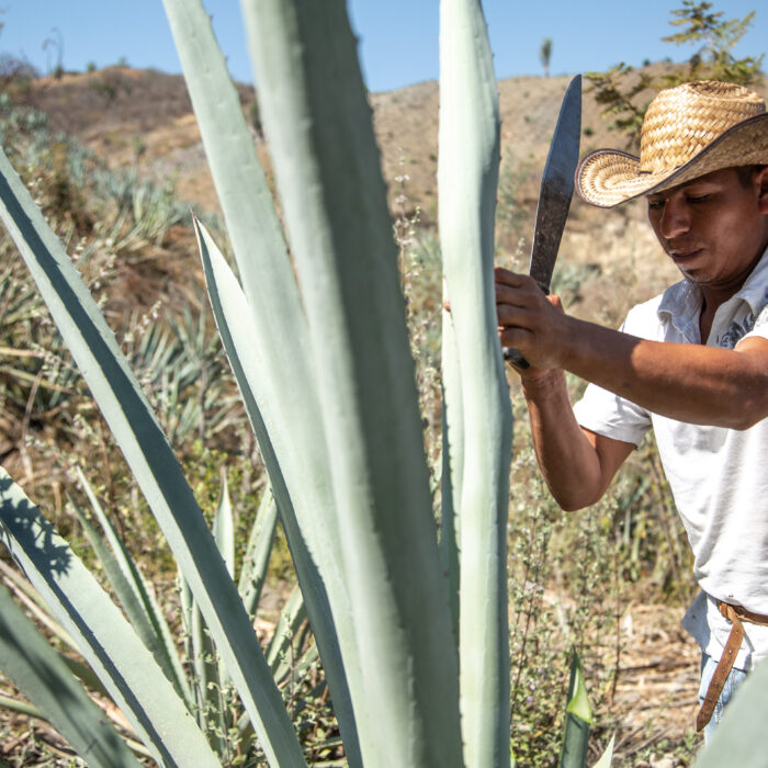 Productor realiza la jima de una planta de agave utilizando herramientas tradicionales para su aprovechamiento.