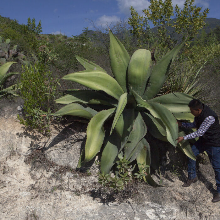 Productor inspecciona un maguey maduro como parte del monitoreo y conservación de especies de agave en su hábitat.