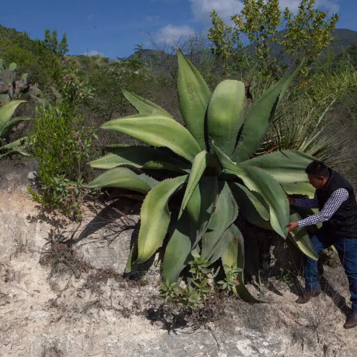 Productor inspecciona un maguey maduro como parte del monitoreo y conservación de especies de agave en su hábitat.