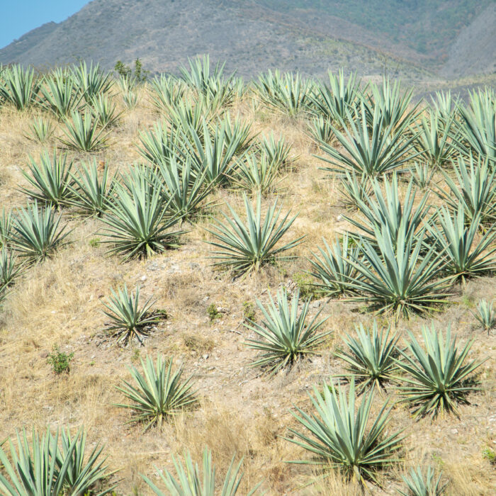 Plantación de agave distribuida en un paisaje semiárido, mostrando el manejo sostenible del cultivo.