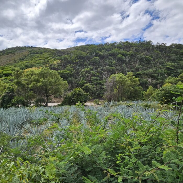 Vista panorámica de un paisaje agavero donde el cultivo de agave convive con vegetación nativa y áreas de conservación.