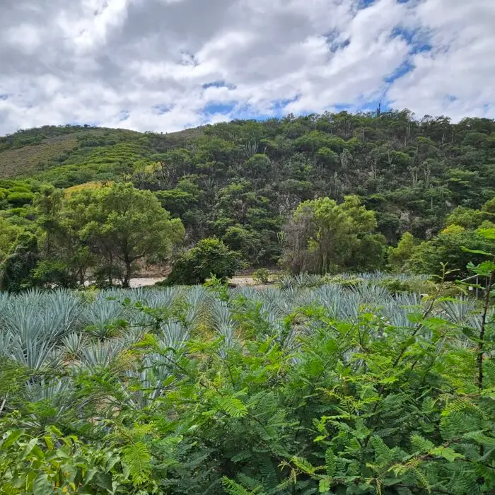Vista panorámica de un paisaje agavero donde el cultivo de agave convive con vegetación nativa y áreas de conservación.