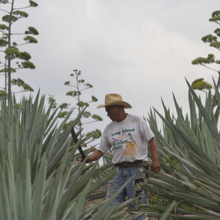 Productor realiza labores de manejo en un cultivo de agave durante su etapa de floración.