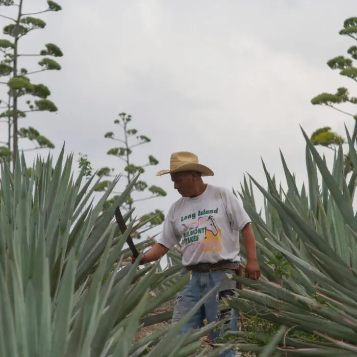 Productor realiza labores de manejo en un cultivo de agave durante su etapa de floración.