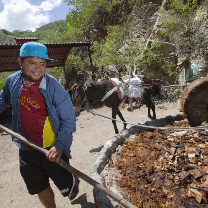 Productor trabaja con una tahona tradicional utilizada para procesar las piñas de agave en la elaboración artesanal de destilados.