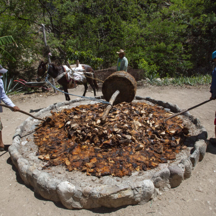 Proceso tradicional de molienda de piñas de agave con una tahona de tracción animal para la producción artesanal de destilados.