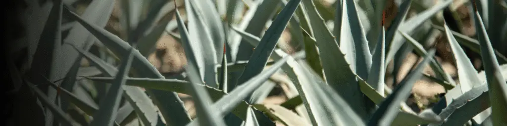 Primer plano de plantas de agave cultivadas como parte de iniciativas de restauración del paisaje y producción sostenible en zonas rurales.