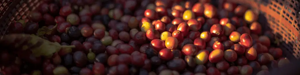 Primer plano de una canasta llena de cerezas de café en distintos grados de maduración, predominando tonos rojos, amarillos y morados. La luz cálida del atardecer ilumina parte de los frutos, mientras el fondo permanece desenfocado, resaltando la textura y los colores de la cosecha.