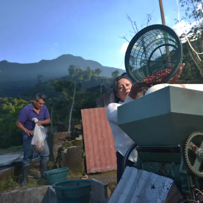Productora alimentando una despulpadora con cerezas de café para su procesamiento.