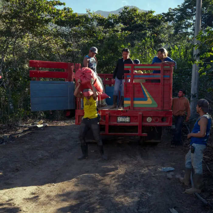 Productores cargando costales de café en un camión para su traslado después de la cosecha.