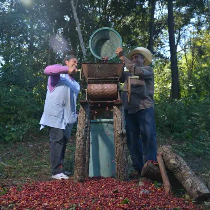 Productores procesando cerezas de café en una despulpadora durante la etapa de beneficio.