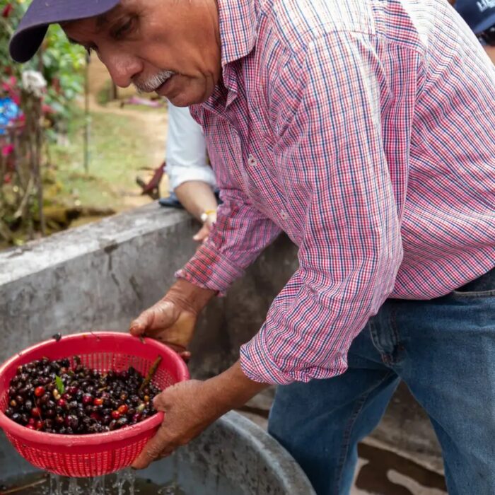 Productor lavando cerezas de café durante el procesamiento posterior a la cosecha.