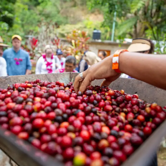 Mano seleccionando cerezas de café durante el proceso de cosecha.