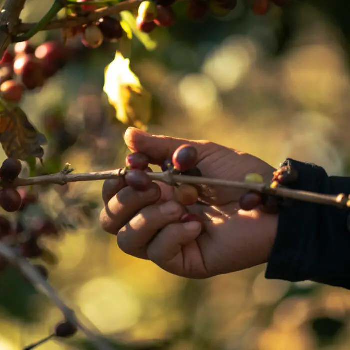Mano sosteniendo una rama de café con cerezas maduras listas para la cosecha.